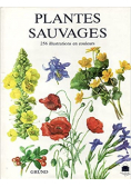 Plantes Sauvages