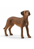 Rhodesian Ridgeback