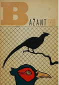 Bażant