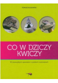 Co w dziczy kwiczy