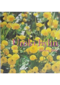 Uroki bylin