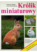 Królik miniaturowy