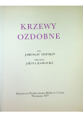 Krzewy ozdobne