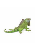 Iguana