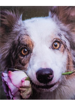 Fotoalbum kieszeniowy zgrzewany Adore
