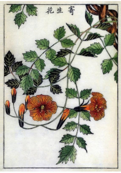 Karnet B6 z kopertą Trumpet Flower