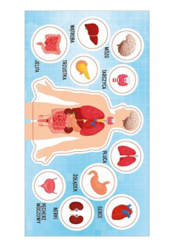 Naklejki Anatomia człowieka