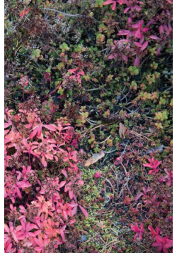 Autumn Ground III - Sweden - Photo Art Notebooks (6 x 9 series)