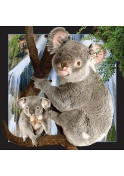 Magnes 3D Koala