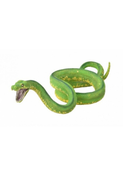Pyton zielony
