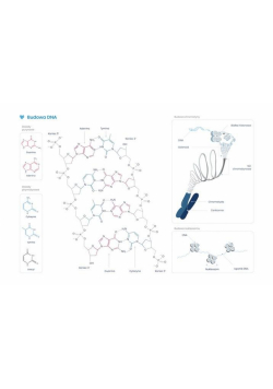 Plakat schemat budowy DNA