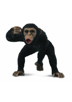 Szympans samiec M