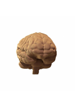 Puzzle 3D kartonowe - Mózg