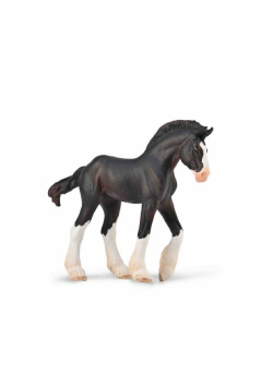 Źrebię Clydesdale maści Black