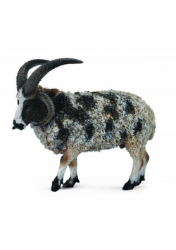 Owca wieloroga L