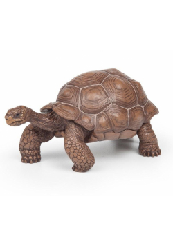 Żółw z Galapagos