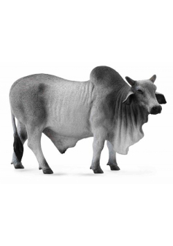 Byk brahman