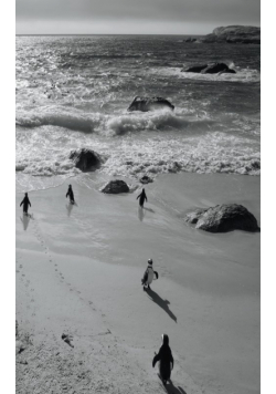 Alive! little penguin friends - Black and White - Photo Art Notebooks (5 x 8 series)