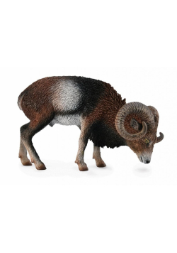 Muflon europejski