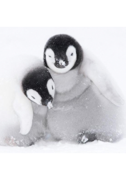 Karnet kwadrat z kopertą A pair of Emperor Penguin