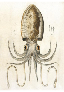 Karnet B6 z kopertą Squid