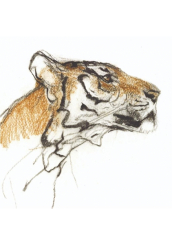 Karnet kwadrat z kopertą Head of a Tiger