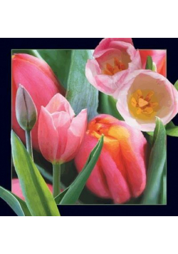 Pocztówka 3D Tulipan