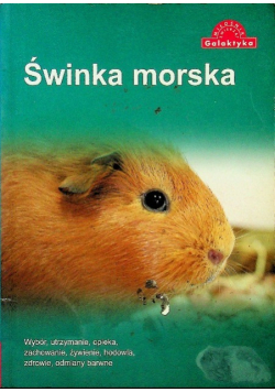 Świnka morska