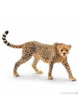 Gepard samica