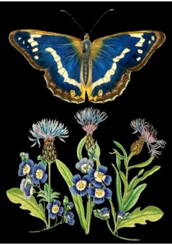 Karnet B6 z kopertą Niebieski motyl