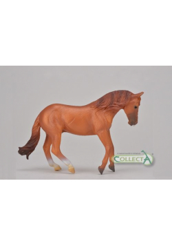 Ogier rasy Australian stock horse kasztan