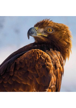 Karnet kwadrat z kopertą Golden Eagle