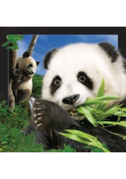 Magnes 3D Panda