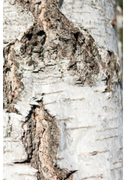 Wood I - Sweden - Photo Art Notebooks (6 x 9 series)