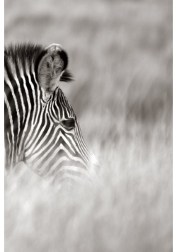 Alive! zebra stripes - Black and white - Photo Art Notebooks (6 x 9 series)