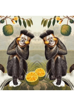 Karnet kwadrat z kopertą Capuchin Monkey