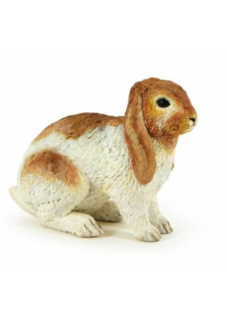 Królik Holland Lop