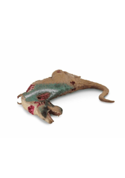 Dinozaur Tyranozaur zwłoki