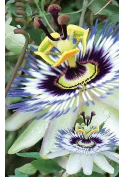 Mini kartka 3D Passiflora