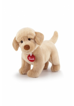 Labrador Liam klasyczny S