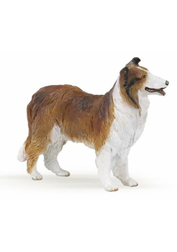 Owczarek Collie