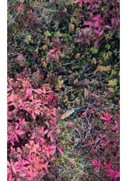 Autumn Ground III - Sweden - Photo Art Notebooks (5 x 8 series)