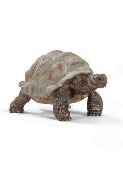 Żółw gigant