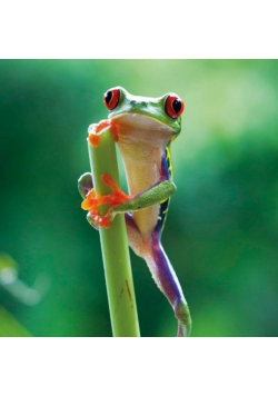 Karnet kwadrat z kopertą Red Eyed Frog