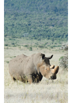 Alive! white rhino - Natural - Photo Art Notebooks (5 x 8 series)