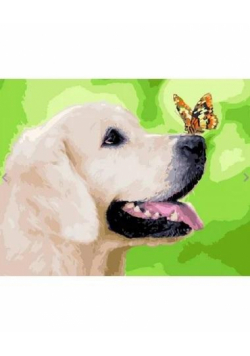 Malowanie po numerach - Labrador i motyl 40x50cm