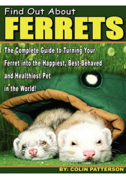 Find Out About Ferrets