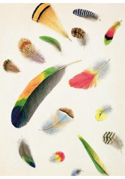 Karnet B6 z kopertą Studies of Feathers