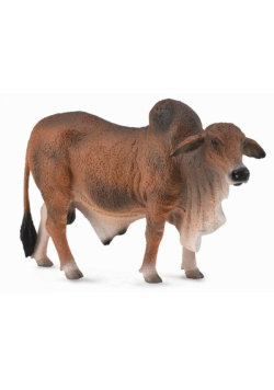 Byk czerwony brahman L
