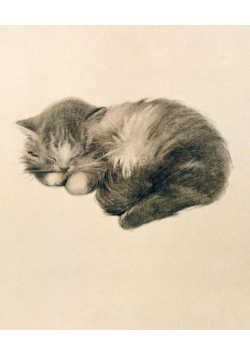 Karnet 17x14cm z kopertą Persian Kitten